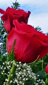 Preview wallpaper roses, gypsophila, needles, flower, sky