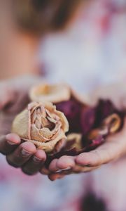 Preview wallpaper roses, herbarium, hands, flowers