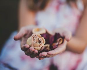 Preview wallpaper roses, herbarium, hands, flowers