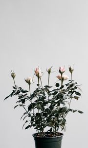 Preview wallpaper roses, houseplant, pot
