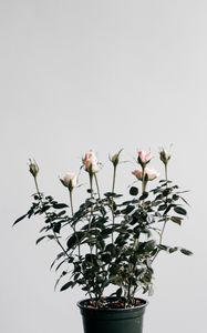 Preview wallpaper roses, houseplant, pot