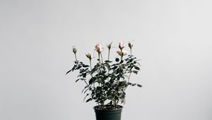 Preview wallpaper roses, houseplant, pot