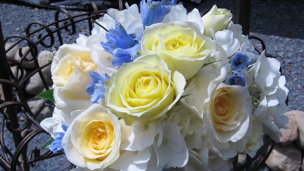Wallpaper roses, hydrangea, flower, elegant