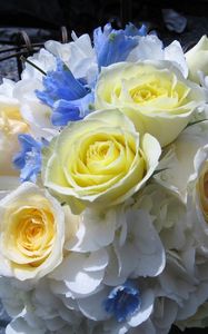 Preview wallpaper roses, hydrangea, flower, elegant