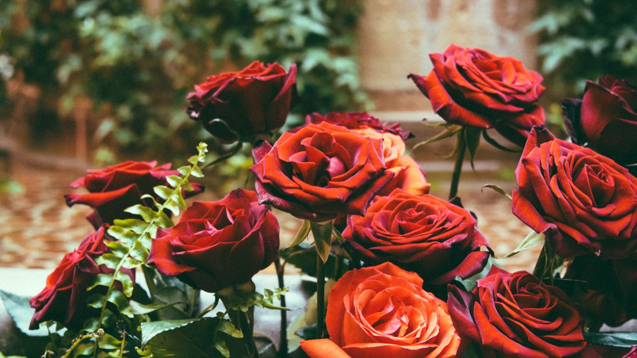Wallpaper roses, hydrangeas, flower bed, flowers, bloom, red