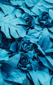 Preview wallpaper roses, leaves, paint, blue