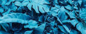 Preview wallpaper roses, leaves, paint, blue