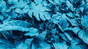 Preview wallpaper roses, leaves, paint, blue