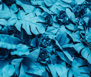 Preview wallpaper roses, leaves, paint, blue