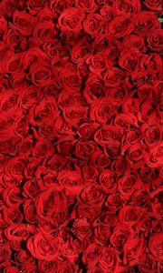 Preview wallpaper roses, many, red, surface