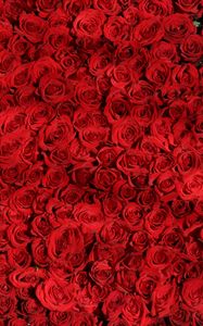 Preview wallpaper roses, many, red, surface