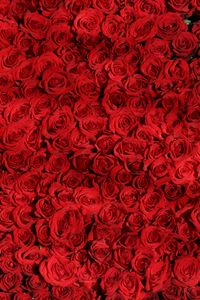 Preview wallpaper roses, many, red, surface