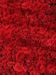 Preview wallpaper roses, many, red, surface