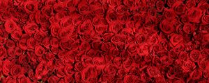 Preview wallpaper roses, many, red, surface