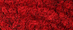 Preview wallpaper roses, many, red, surface