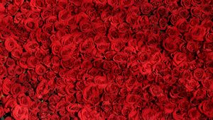 Preview wallpaper roses, many, red, surface