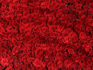 Preview wallpaper roses, many, red, surface