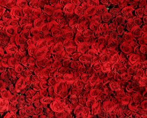 Preview wallpaper roses, many, red, surface