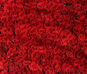 Preview wallpaper roses, many, red, surface