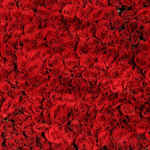 Preview wallpaper roses, many, red, surface