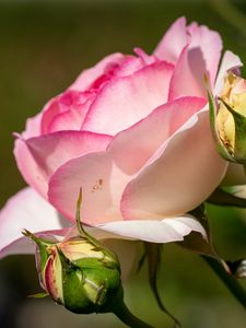 Preview wallpaper roses, petals, buds, pink, flowers