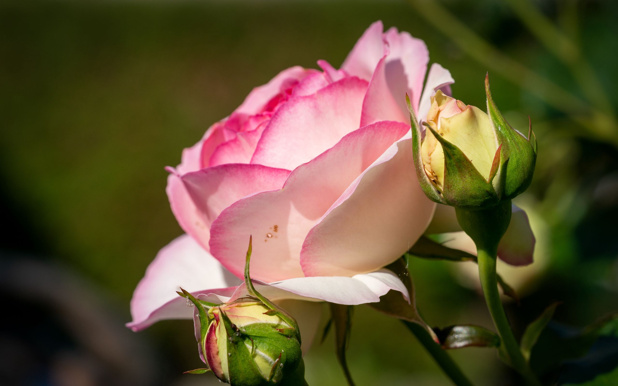 2560x1600 Wallpaper roses, petals, buds, pink, flowers