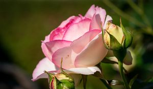 Preview wallpaper roses, petals, buds, pink, flowers