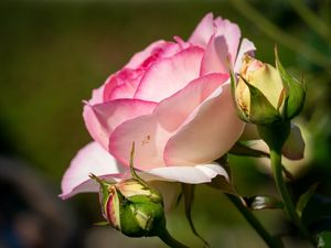 Preview wallpaper roses, petals, buds, pink, flowers