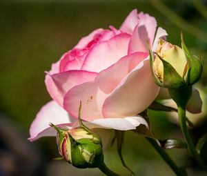 Preview wallpaper roses, petals, buds, pink, flowers