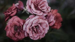 Preview wallpaper roses, petals, drops, frost