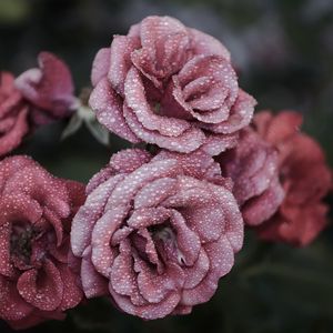 Preview wallpaper roses, petals, drops, frost