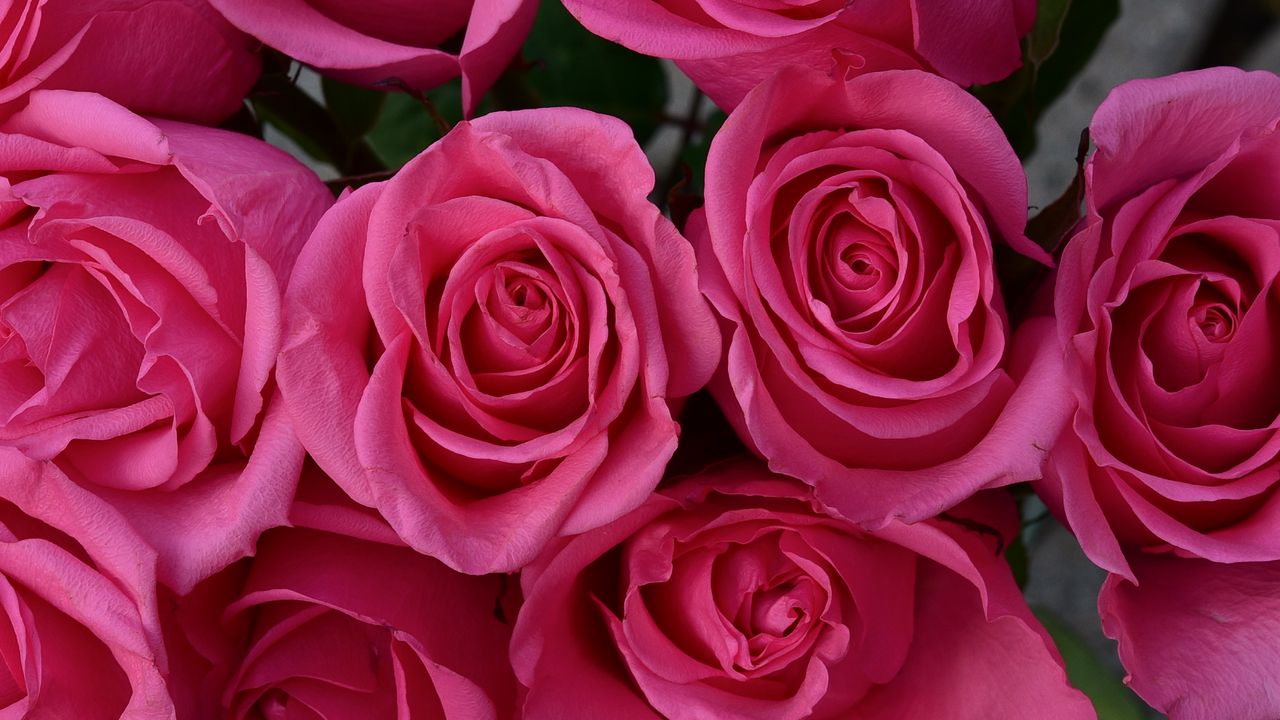 Wallpaper roses, petals, flowers, tenderness, pink