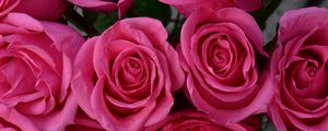 Preview wallpaper roses, petals, flowers, tenderness, pink