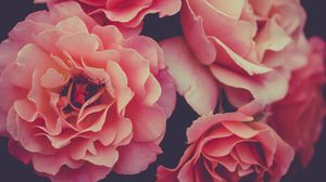 Preview wallpaper roses, petals, insect, macro, pink, flowers