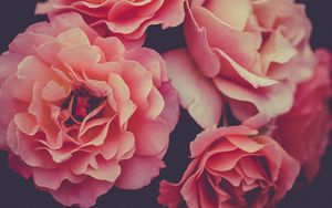 Preview wallpaper roses, petals, insect, macro, pink, flowers
