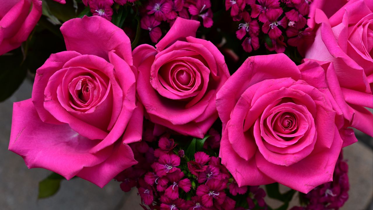 Wallpaper roses, petals, pink, buds, flowers, plants