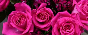 Preview wallpaper roses, petals, pink, buds, flowers, plants