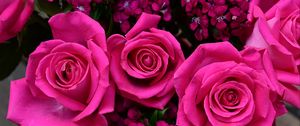 Preview wallpaper roses, petals, pink, buds, flowers, plants