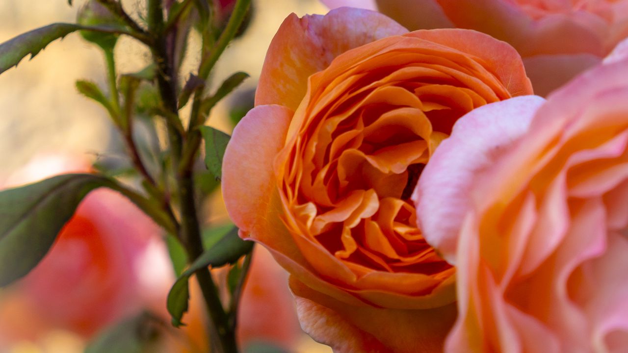 Wallpaper roses, petals, pink, flowers, buds