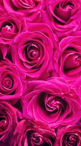 Preview wallpaper roses, pink, flowers, bouquet, petals