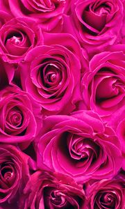 Preview wallpaper roses, pink, flowers, bouquet, petals