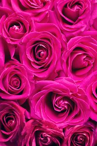 Preview wallpaper roses, pink, flowers, bouquet, petals