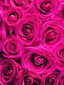 Preview wallpaper roses, pink, flowers, bouquet, petals