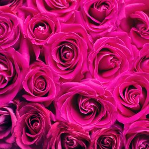 Preview wallpaper roses, pink, flowers, bouquet, petals