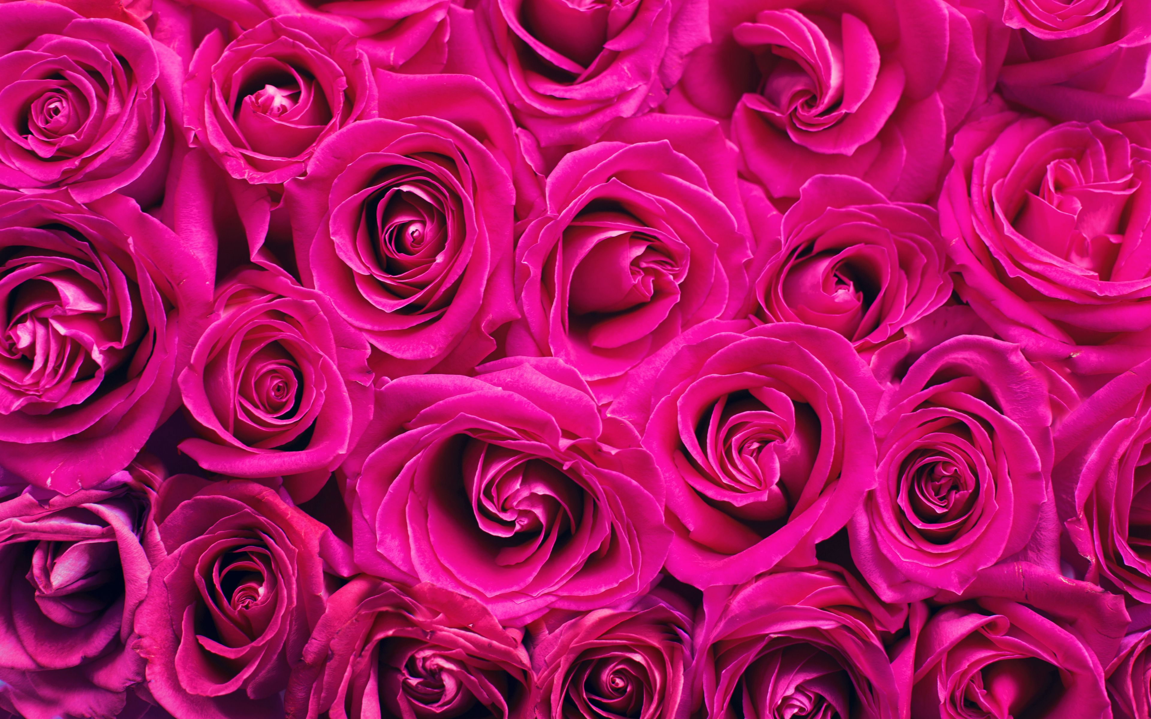 Hoa hồng màu hồng tươi sáng, mềm mại và thơm ngát chắc chắn sẽ tạo nên sự thích thú cho tất cả các tín đồ yêu hoa. Ảnh sẽ giúp bạn thấy được tình yêu lãng mạn và đam mê của con người dành cho loài hoa tuyệt vời này.