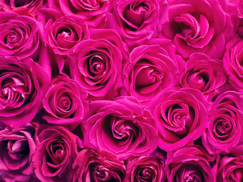 Một bó hoa hồng tươi sáng và quyến rũ sẽ luôn làm say đắm trái tim mỗi người. Từng cánh hồng được vẽ tinh tế và sống động trên bức tranh sẽ khiến bạn không thể rời mắt. Hãy để mình thưởng thức và trân quý những bông hoa đầy ý nghĩa này.