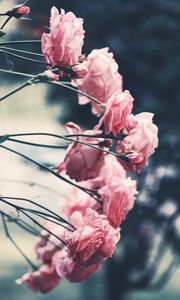 Preview wallpaper roses, pink, flowers, bush, garden, blur