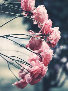 Preview wallpaper roses, pink, flowers, bush, garden, blur