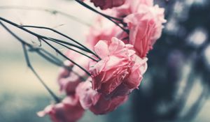 Preview wallpaper roses, pink, flowers, bush, garden, blur