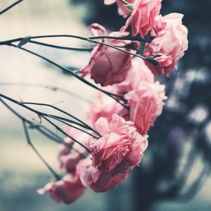 Preview wallpaper roses, pink, flowers, bush, garden, blur